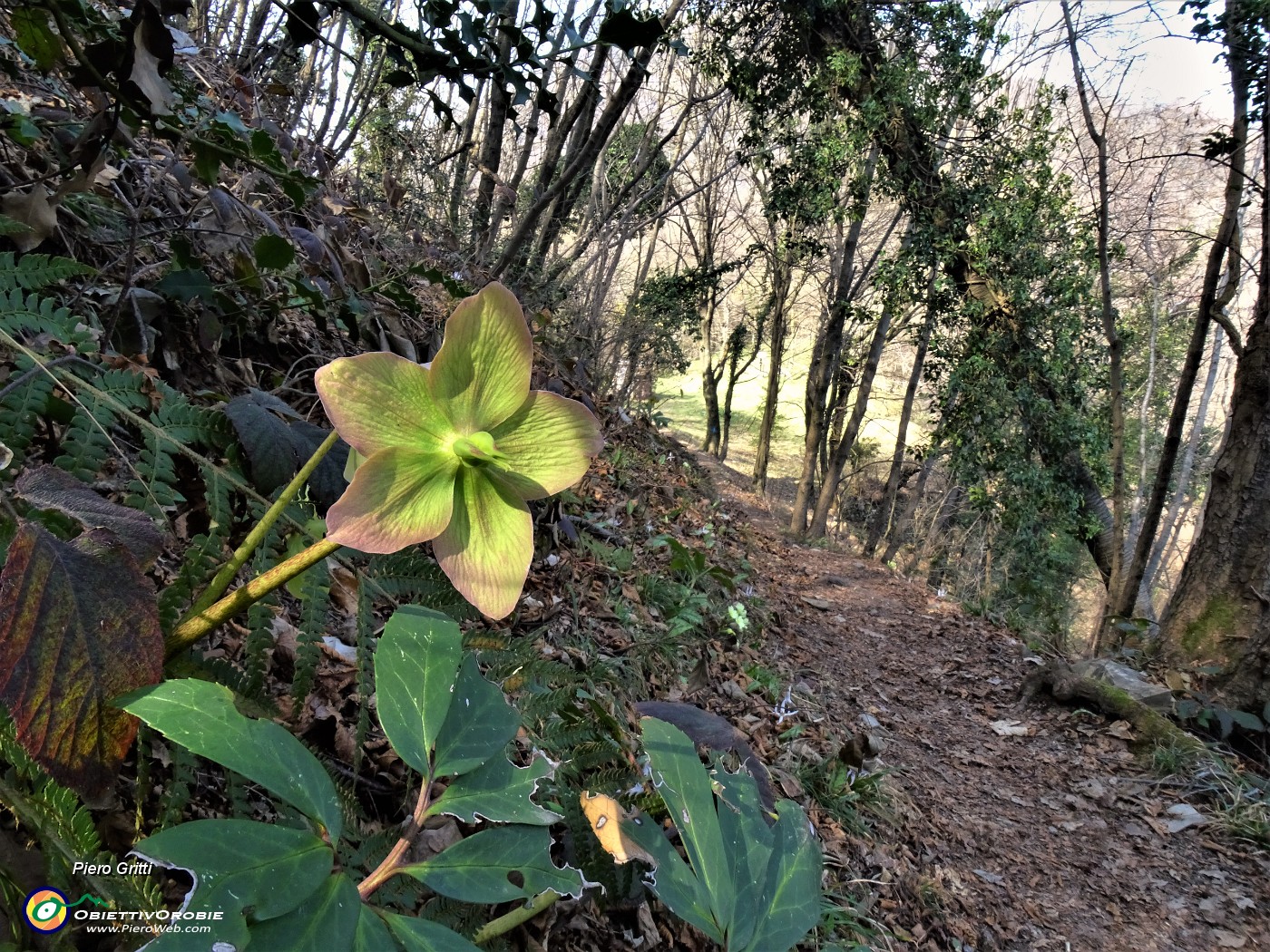 45 Helleborus viridis  (Elleboro verde).JPG